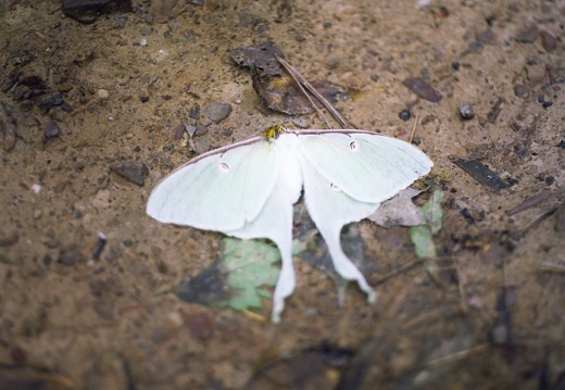 Red River, Luna Moth